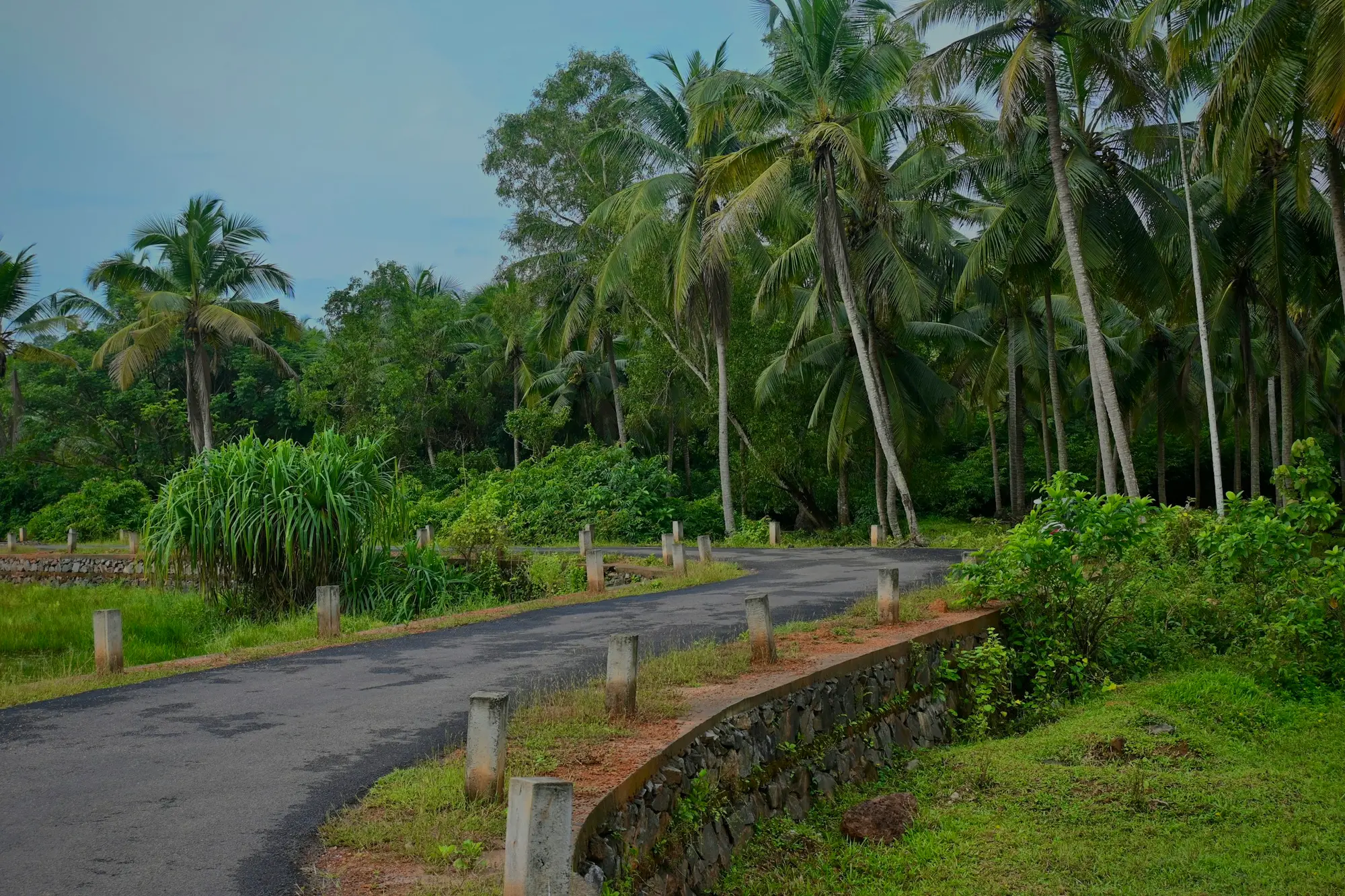 Winding coconut palm-lined road near Grace Meadows in Kerala